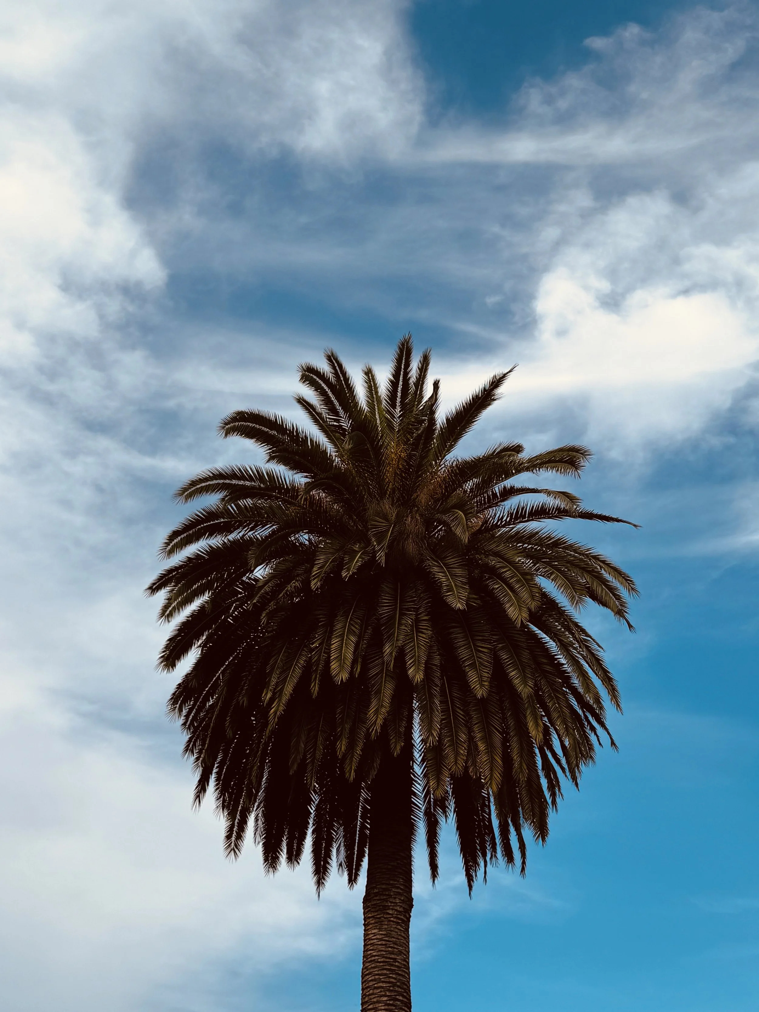 IMG_2042.jpeg