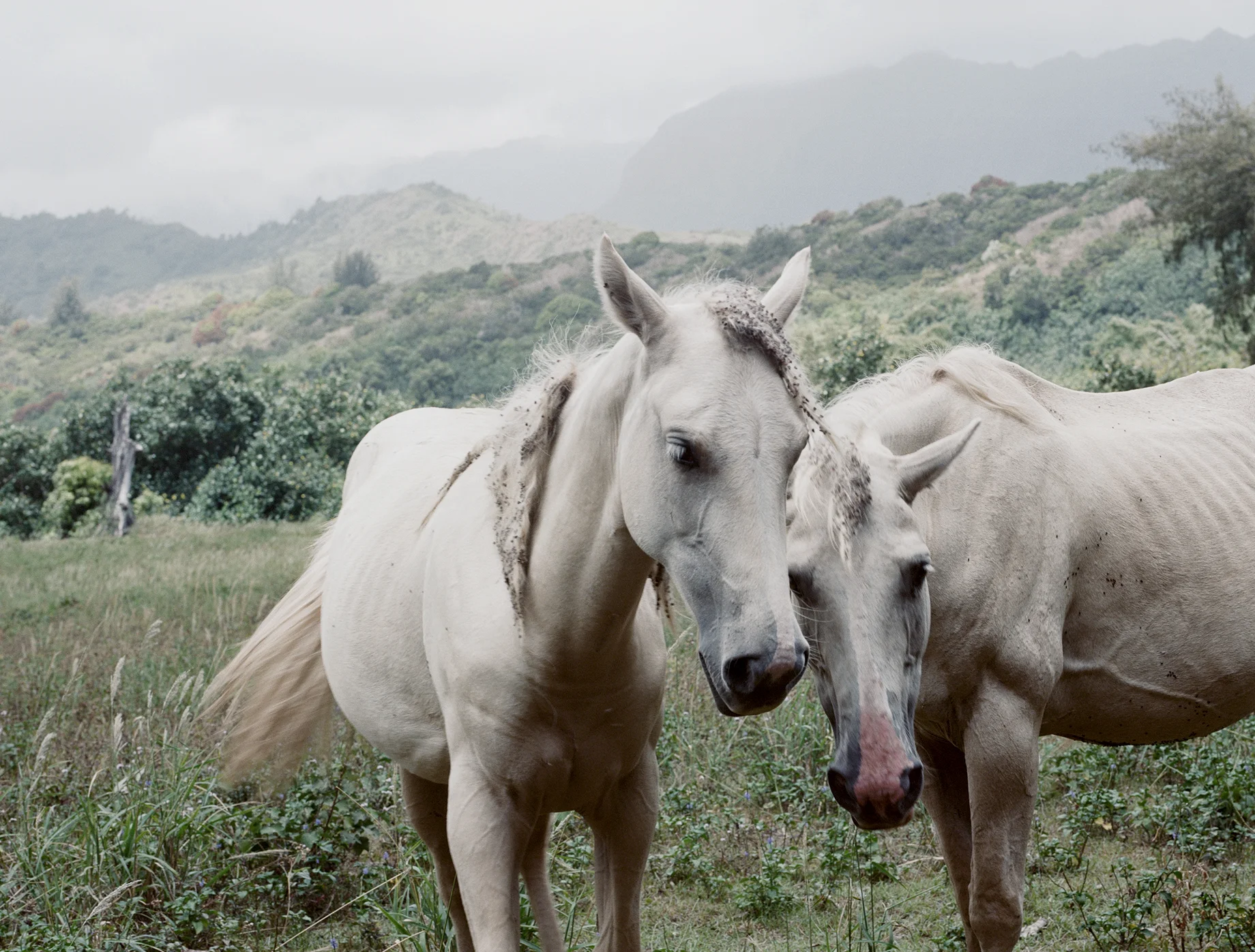 horses....jpg