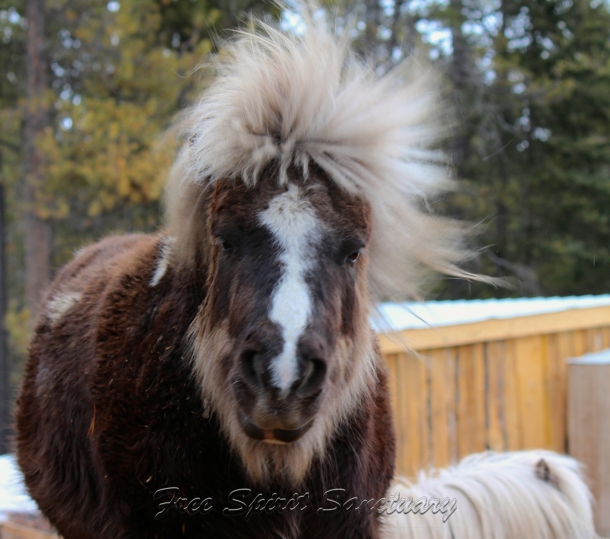 buddy hair mar 190000.jpg