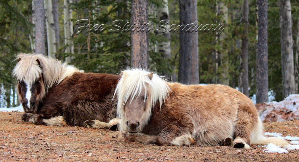 buddy rams forest whales.jpg