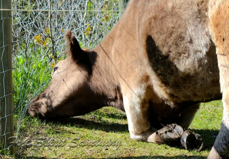 moo jun 6.jpg