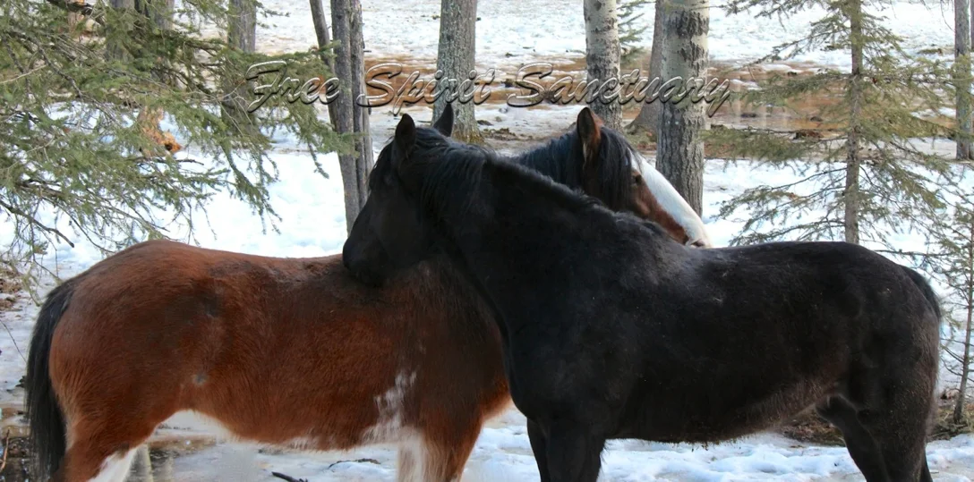 luna denali grooming mar 15.jpg