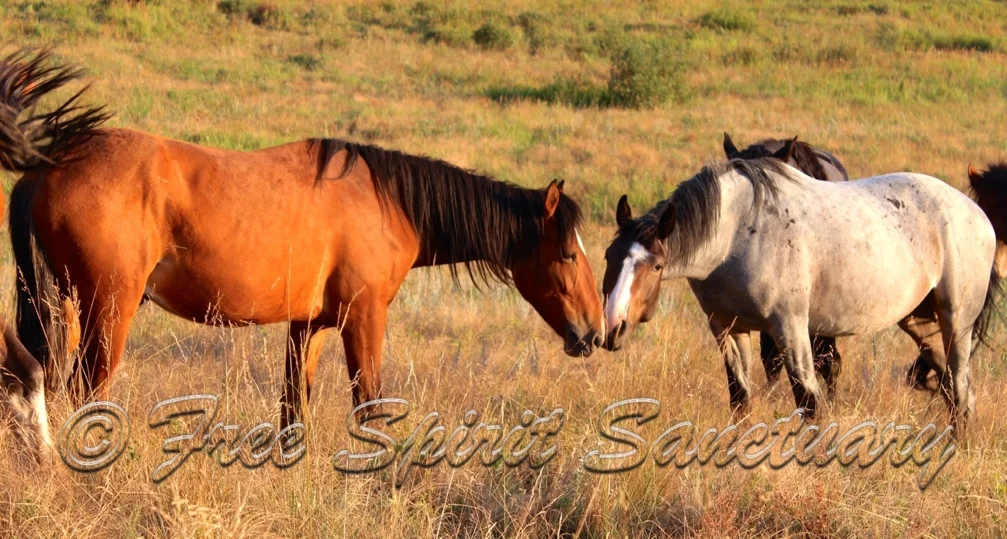 Ganu Juno pasture 2013.jpg