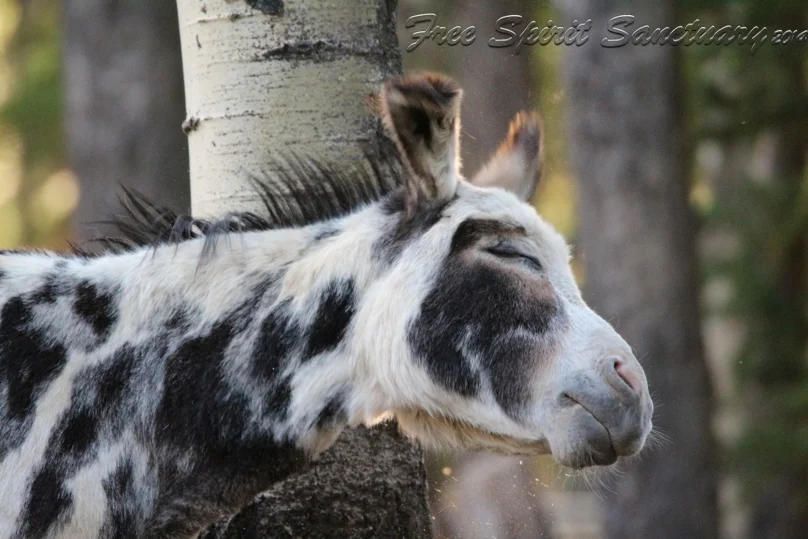 sparky shake aug 31.jpg