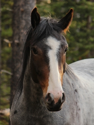 Juno (wild horse captured as a yearling)