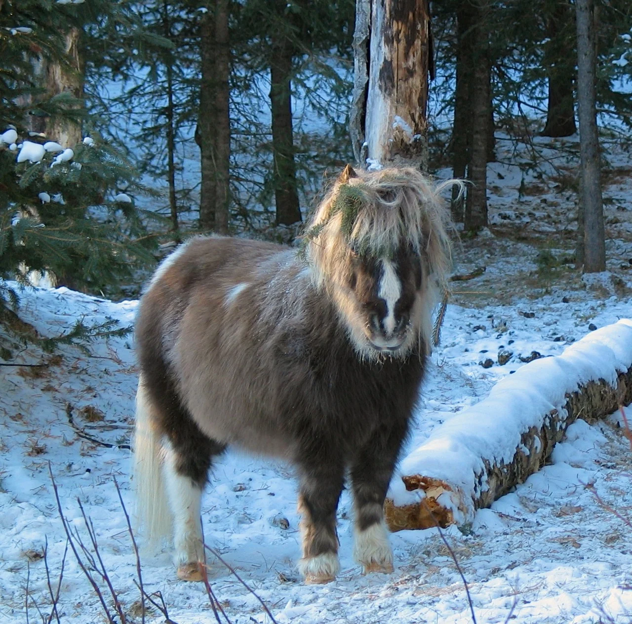 Minicus hippocus canadensis