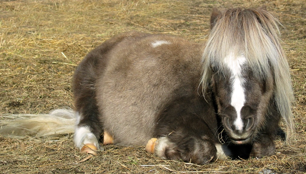  Buddy shortly after arriving here in October 2007 