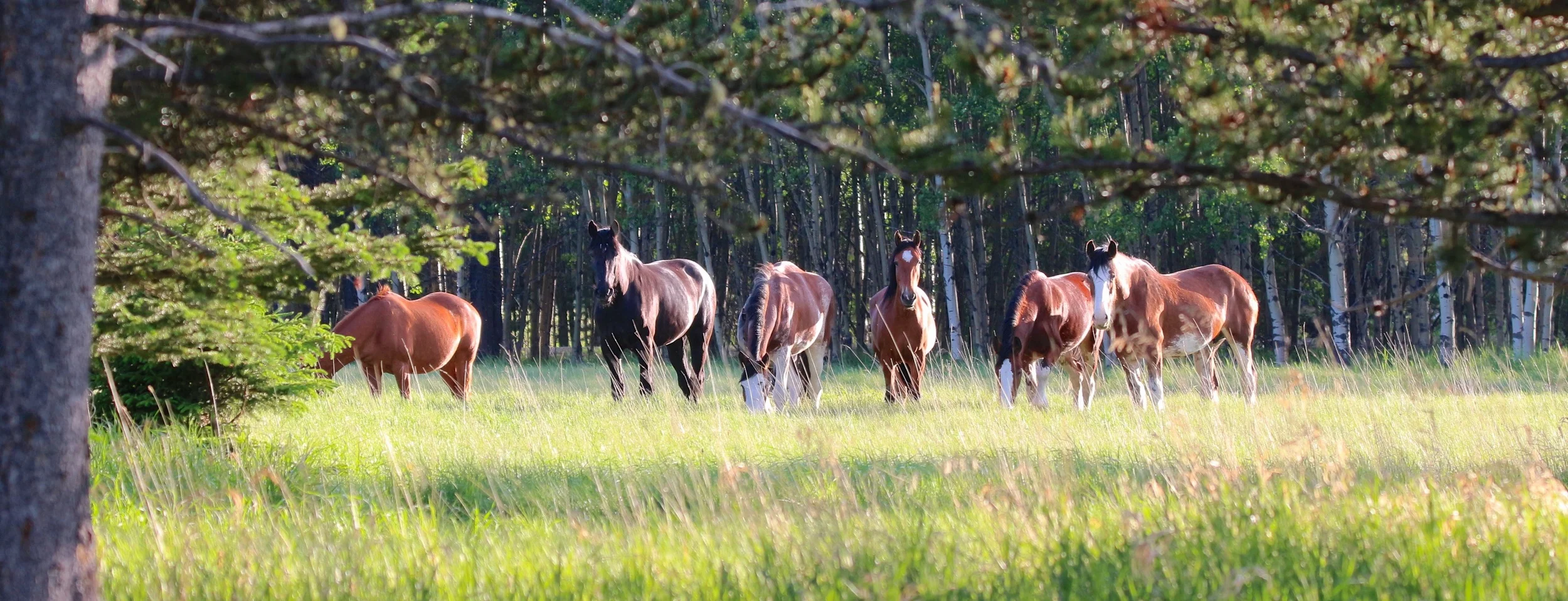 Send A Message to the FSS Herd!