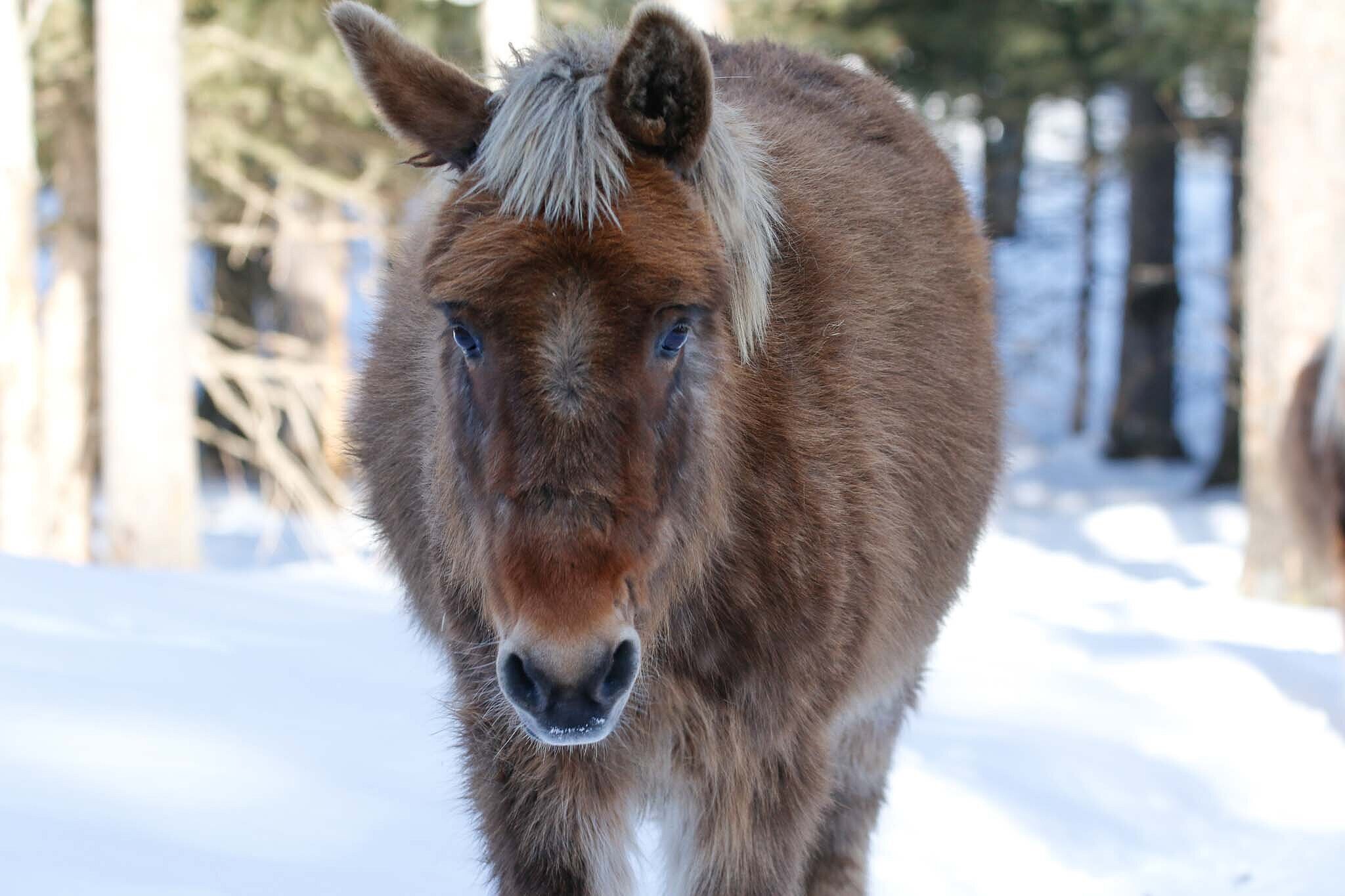 Molly Mule