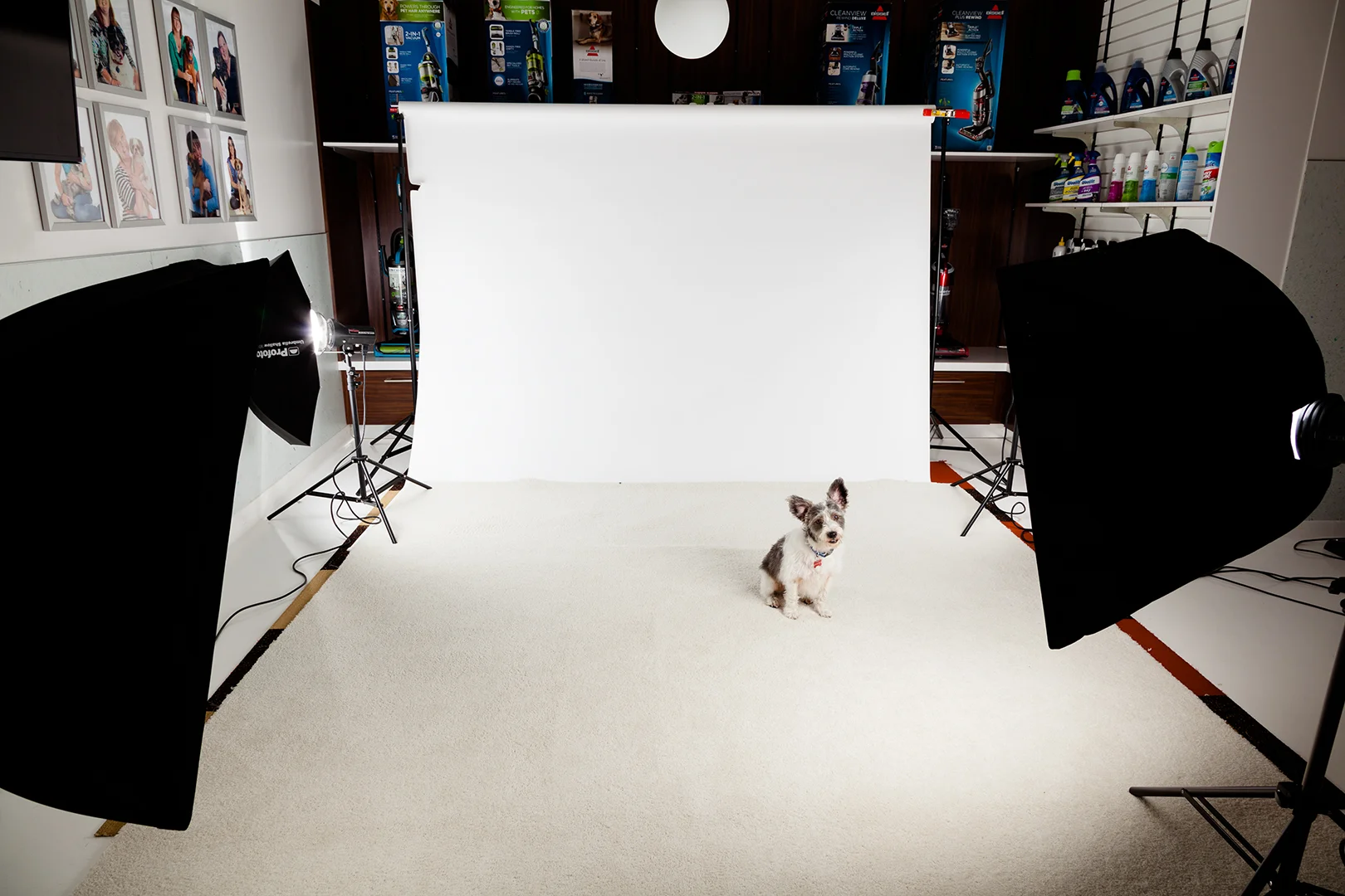 what kind of dog is in the bissell commercial