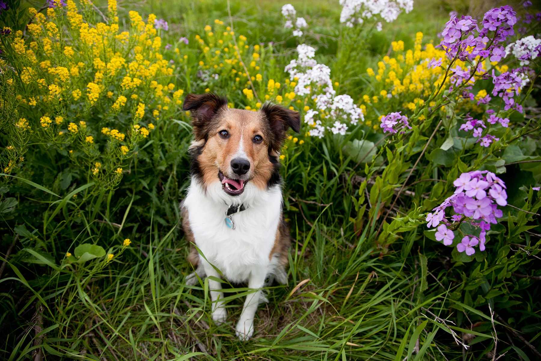 Buddies Pet Photography_MG_0916.jpg