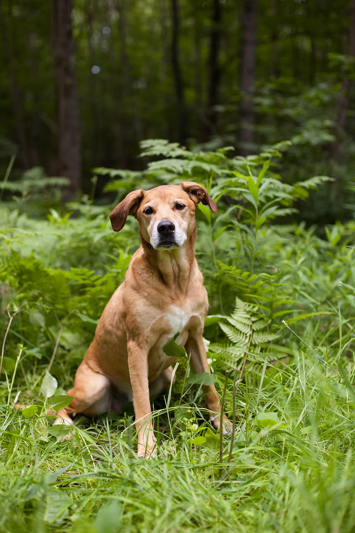 Buddies Pet Photography_MG_2718.jpg