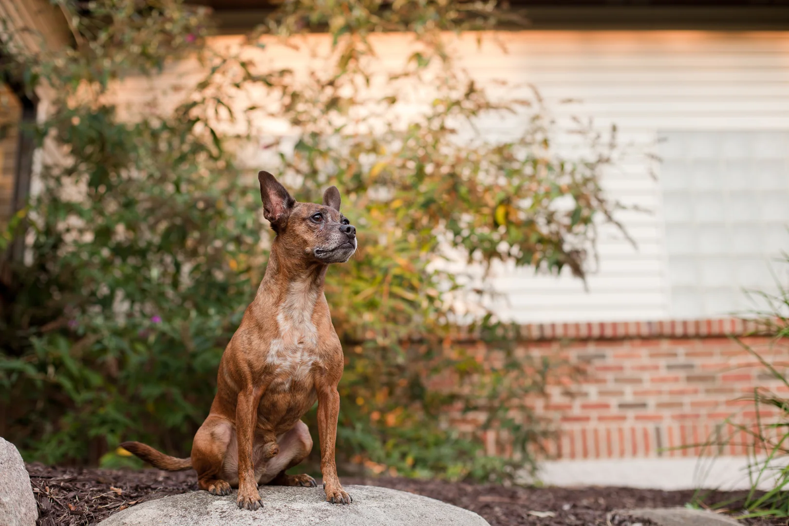 Buddies Pet Photography_MG_7799wm.jpg