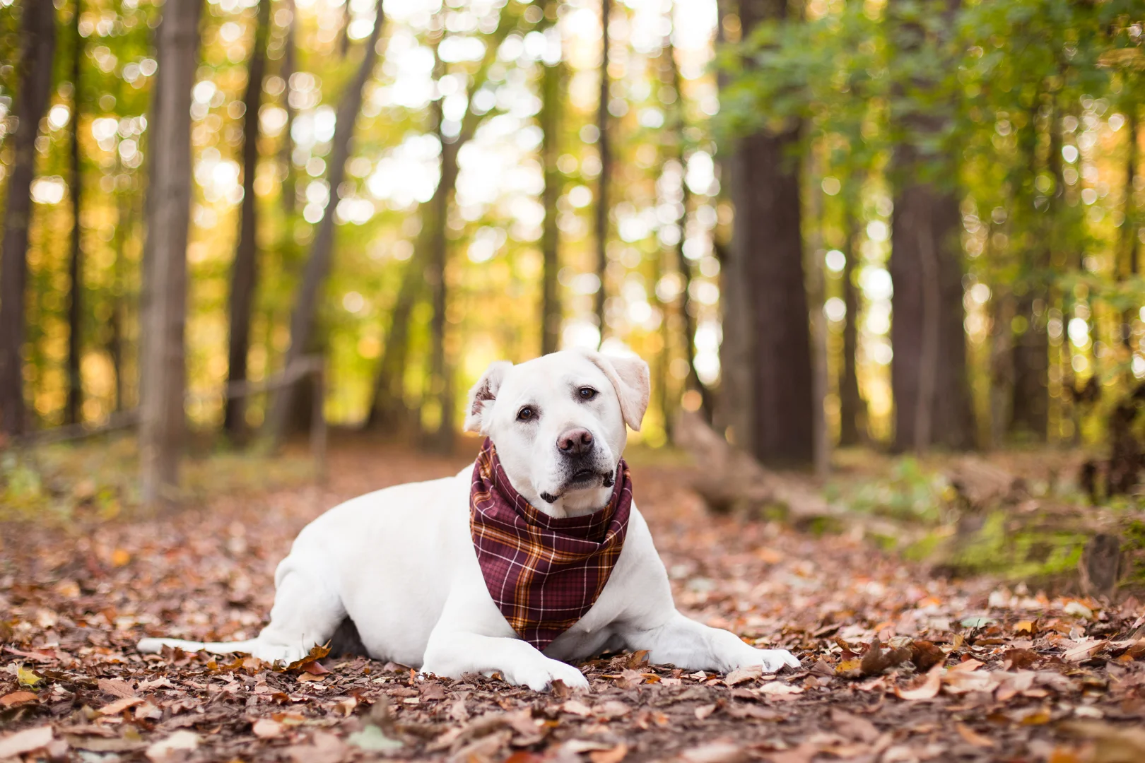 Buddies Pet Photography_MG_8976.jpg