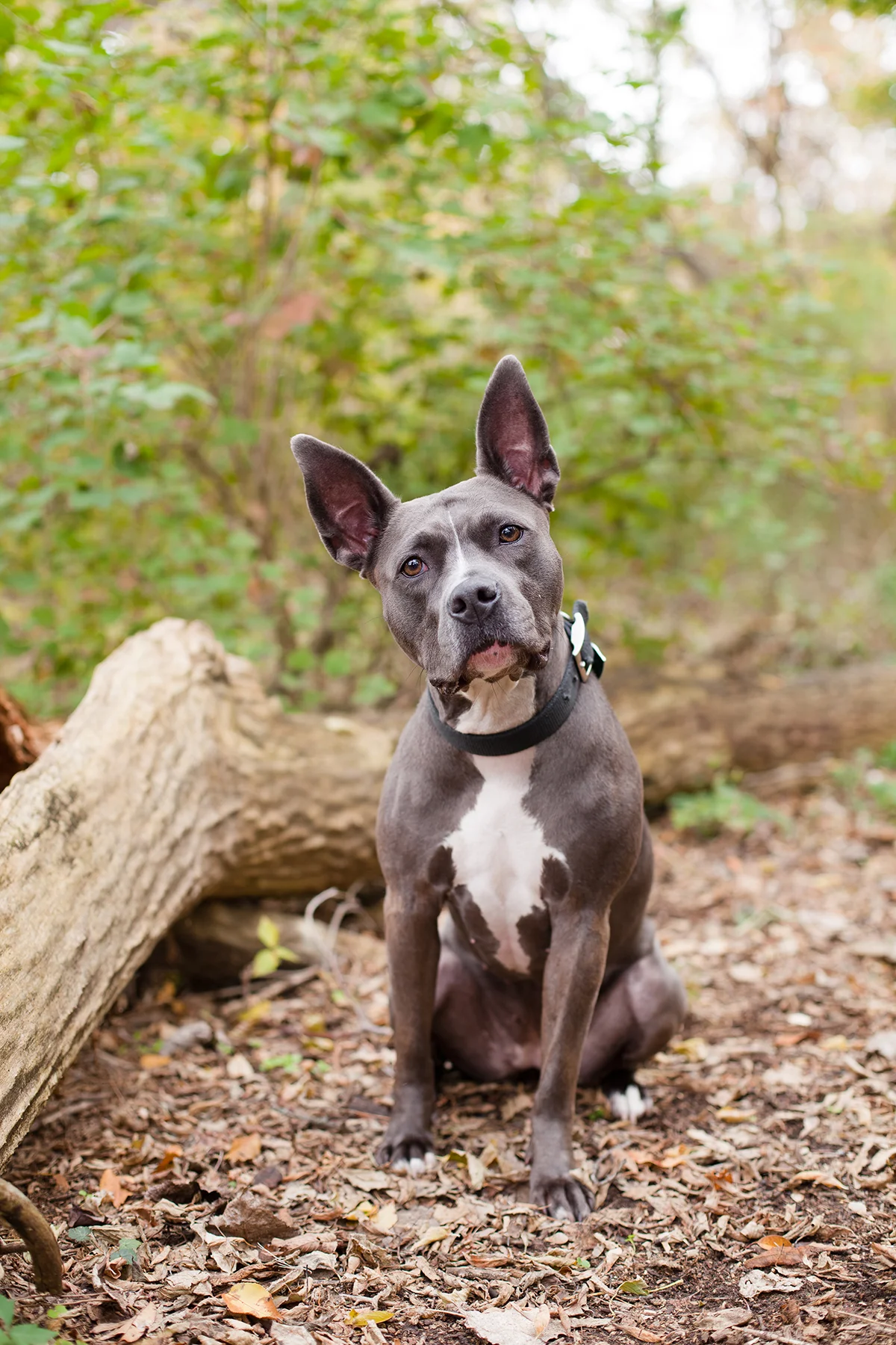 Buddies Pet Photography_MG_9027.jpg