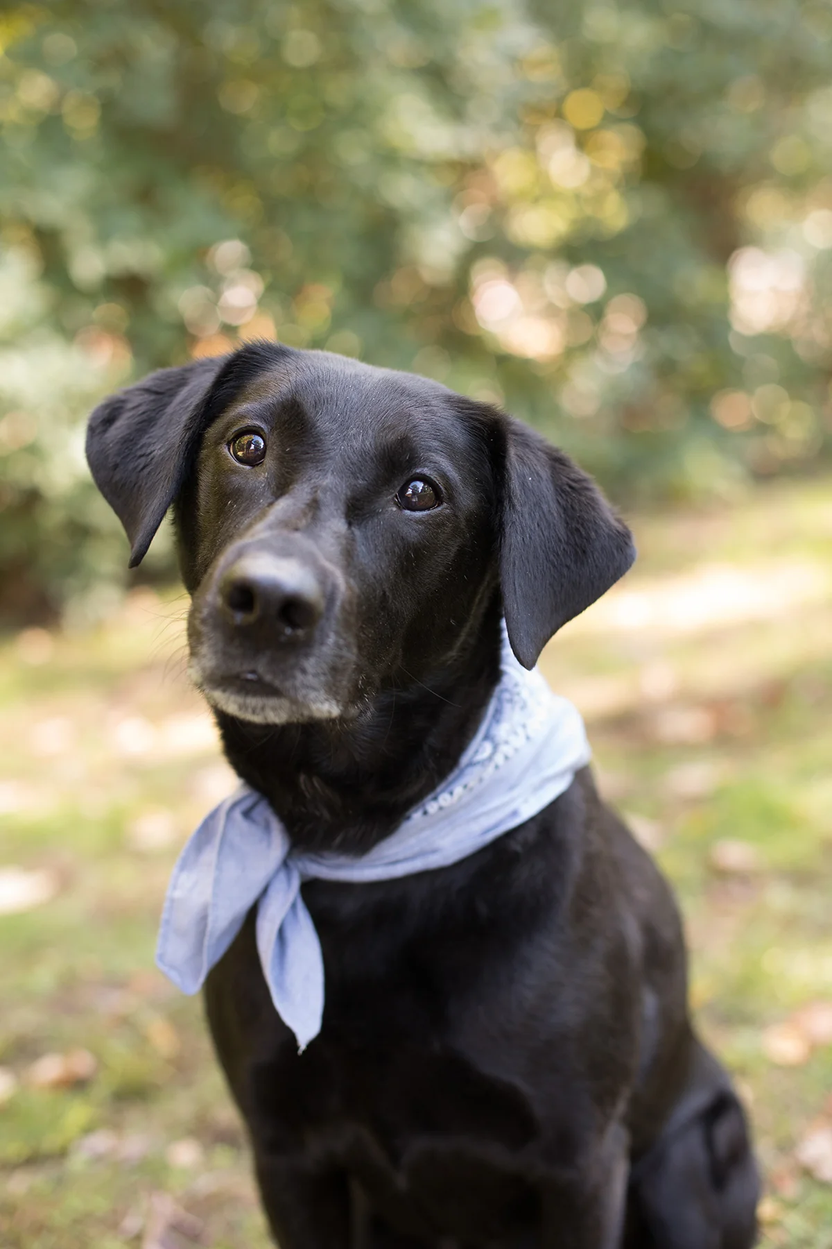Buddies Pet Photography534A3059.jpg
