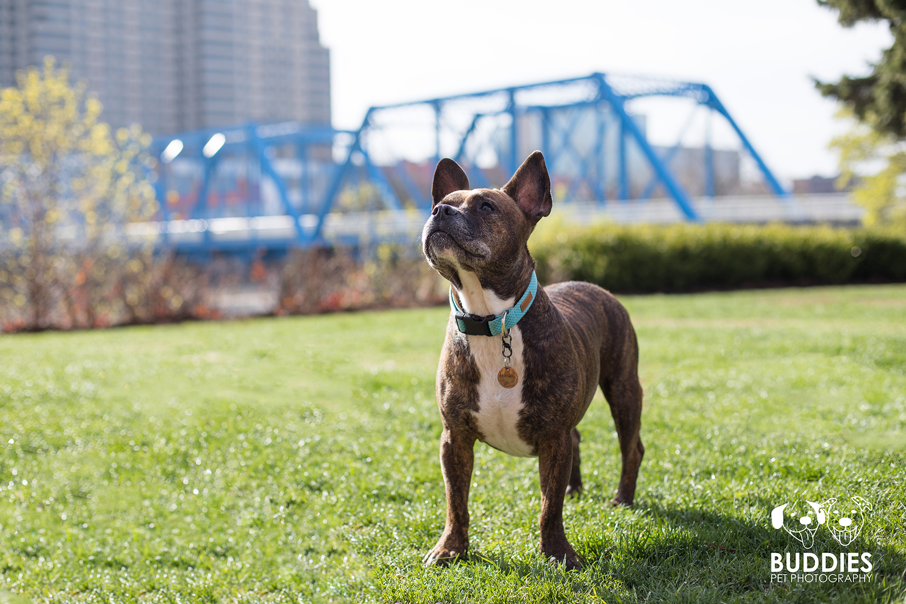 Urban Blue Bridge Grand Rapids, MI Pet Photography