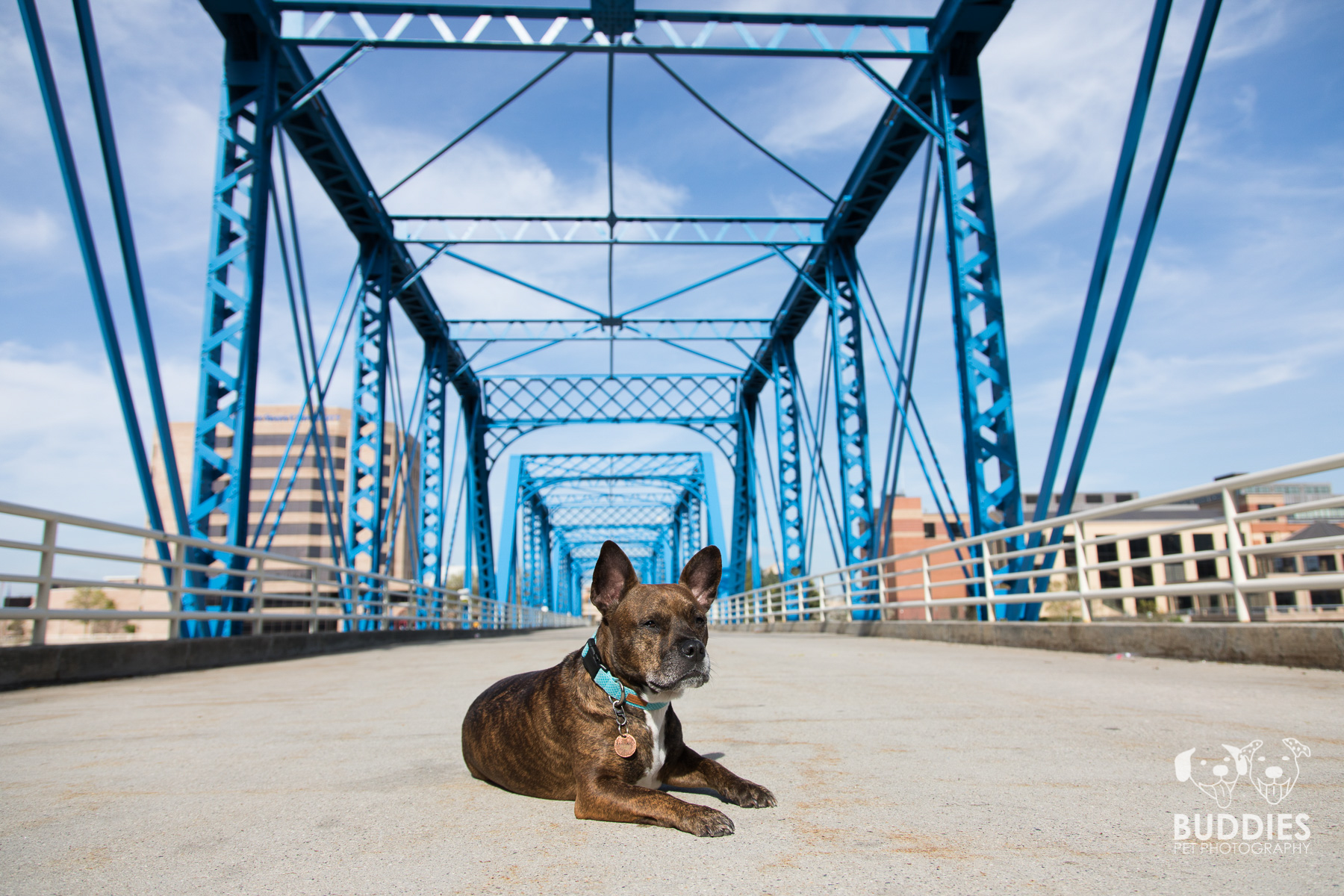 Urban Blue Bridge Grand Rapids, MI Pet Photography