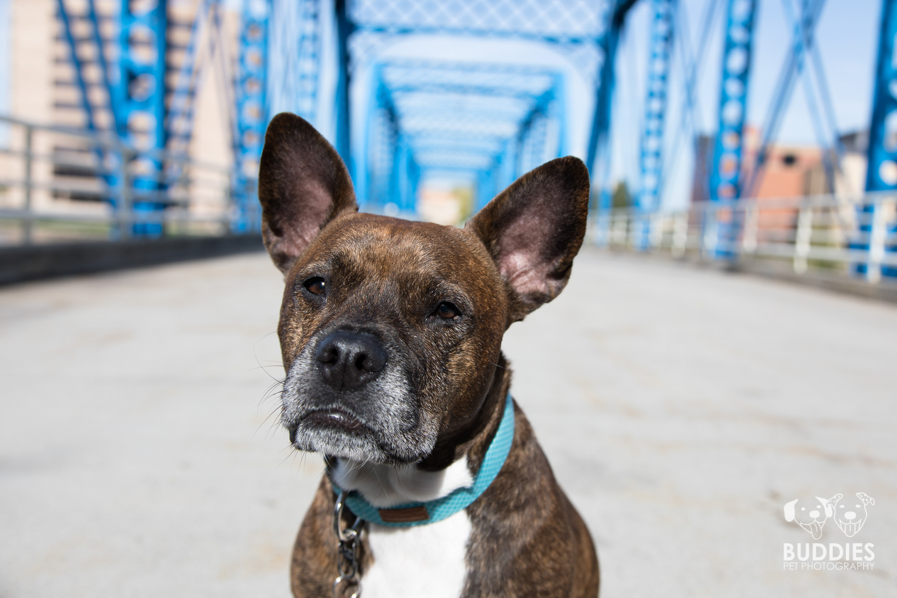 Urban Blue Bridge Grand Rapids, MI Pet Photography