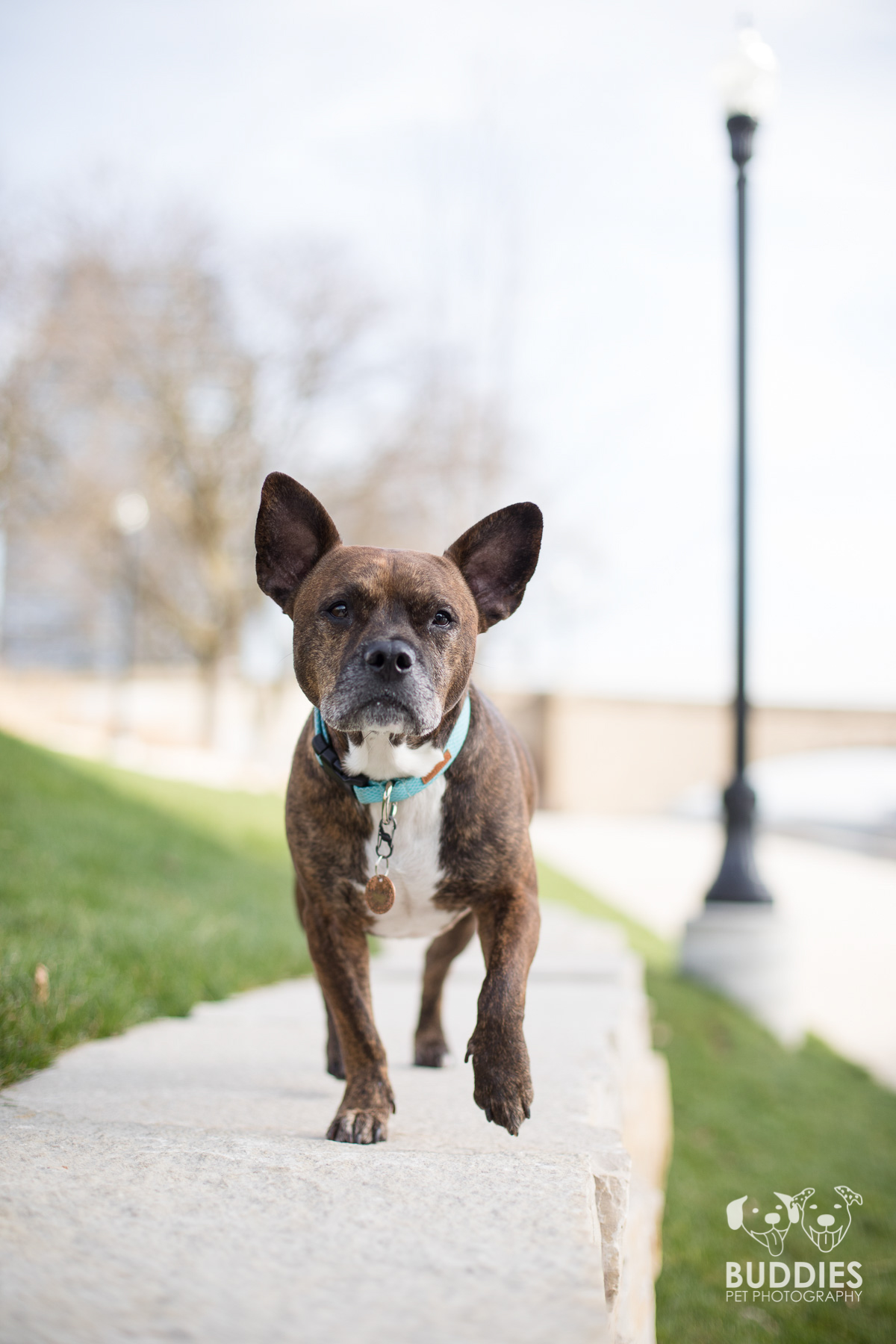 Downtown Grand Rapids, MI Pet Photography