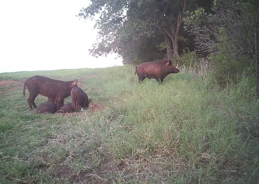 F2HOGS.JPG