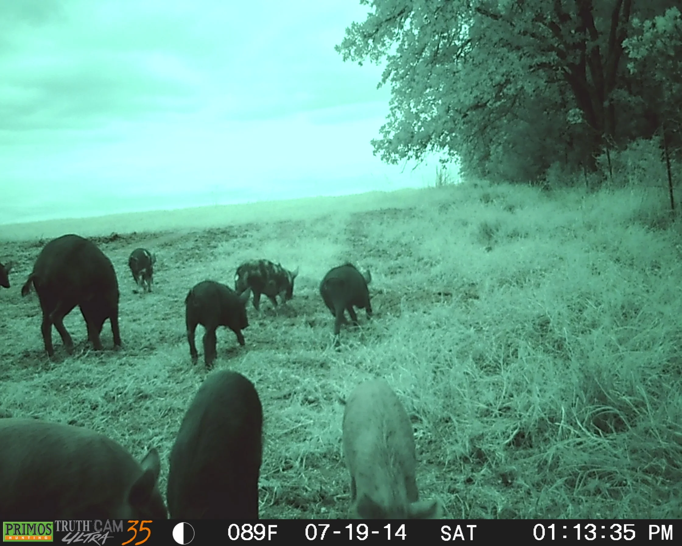 Feeder3HOGS.JPG