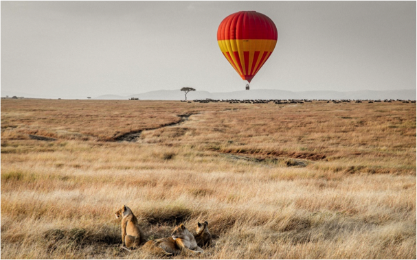 lions and balloon.png