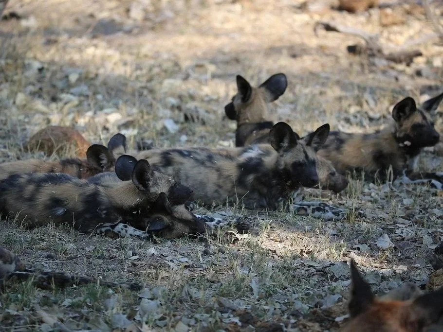 Embracing Digital Innovation in Wildlife Conservation