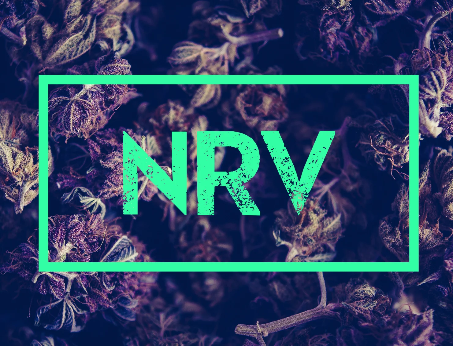 7_Nerve_logo_Layer Comp 2.jpg