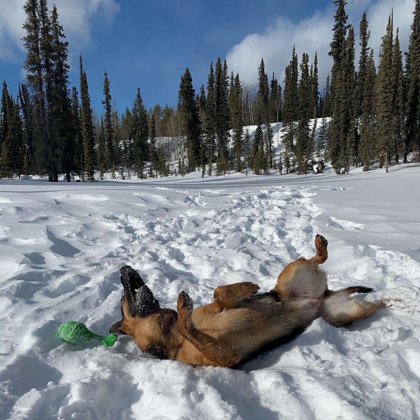 Thursday&rsquo;s afternoon break, featuring my assistant. #dogsofinstagram #winter #germanshepherd