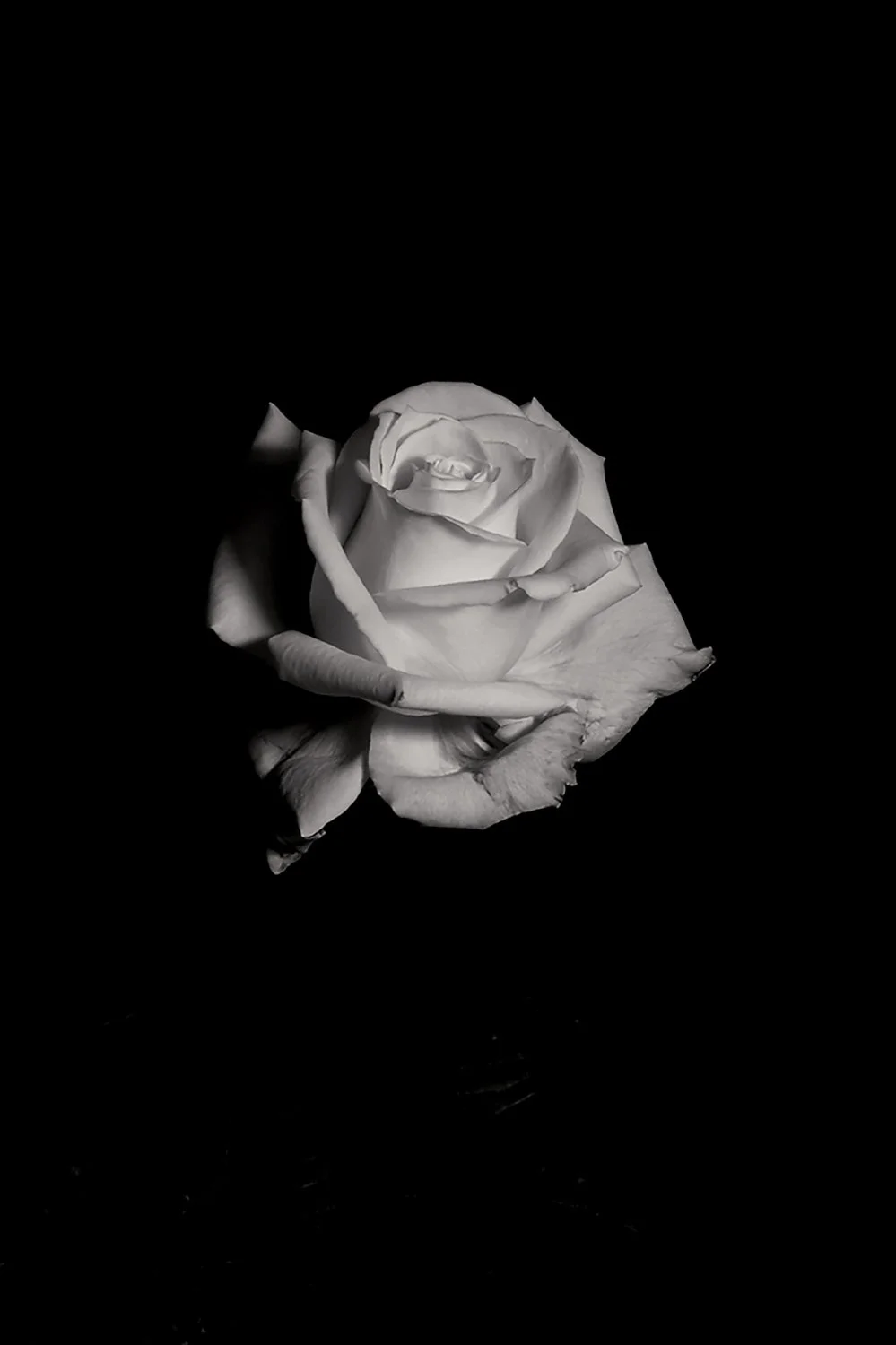 02_DYLAN_DEMARCHI_flowers.jpg