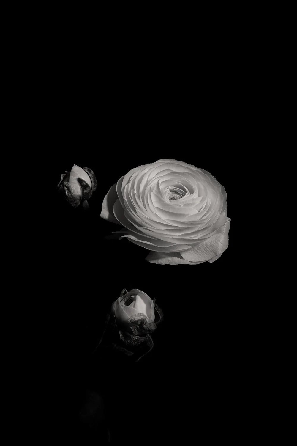 03_DYLAN_DEMARCHI_flowers.jpg