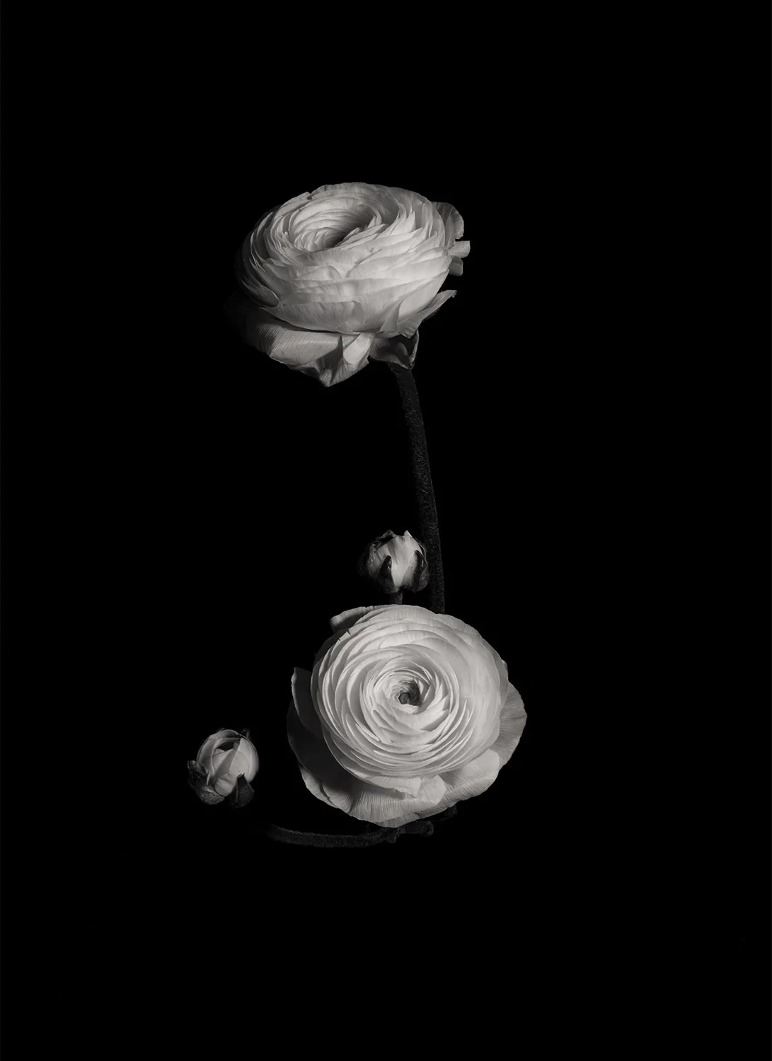 04_DYLAN_DEMARCHI_flowers.jpg