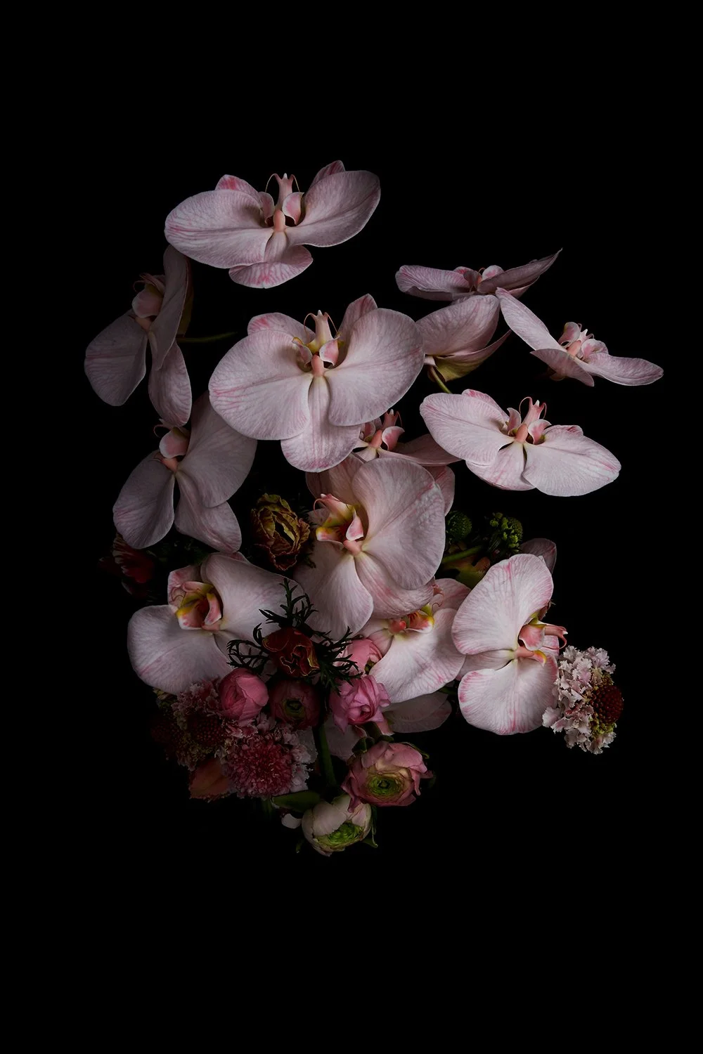 08_DYLAN_DEMARCHI_orchid.jpg