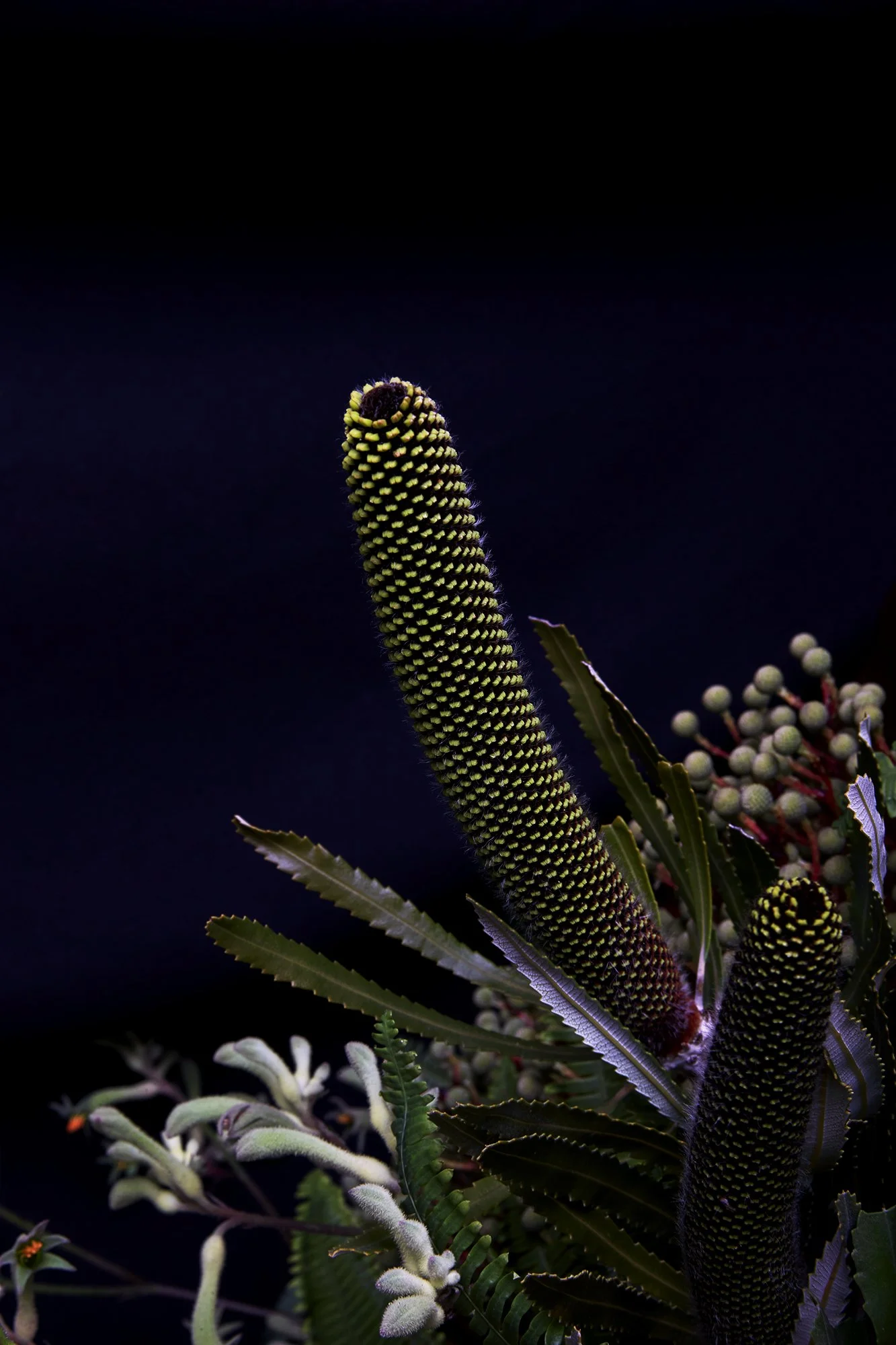 20_DYLAN_DEMARCHI_flowers.jpg