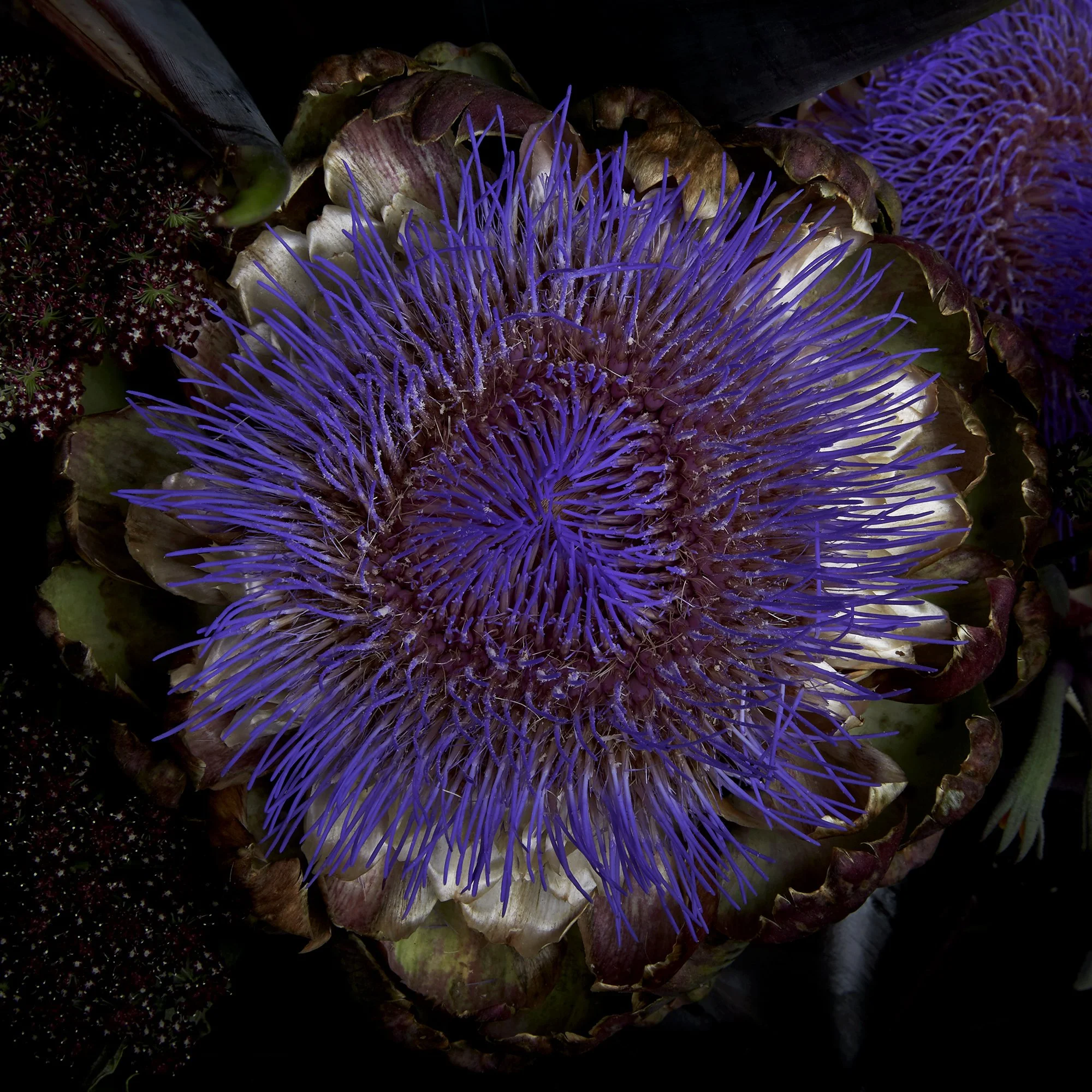 24_DYLAN_DEMARCHI_flowers.jpg
