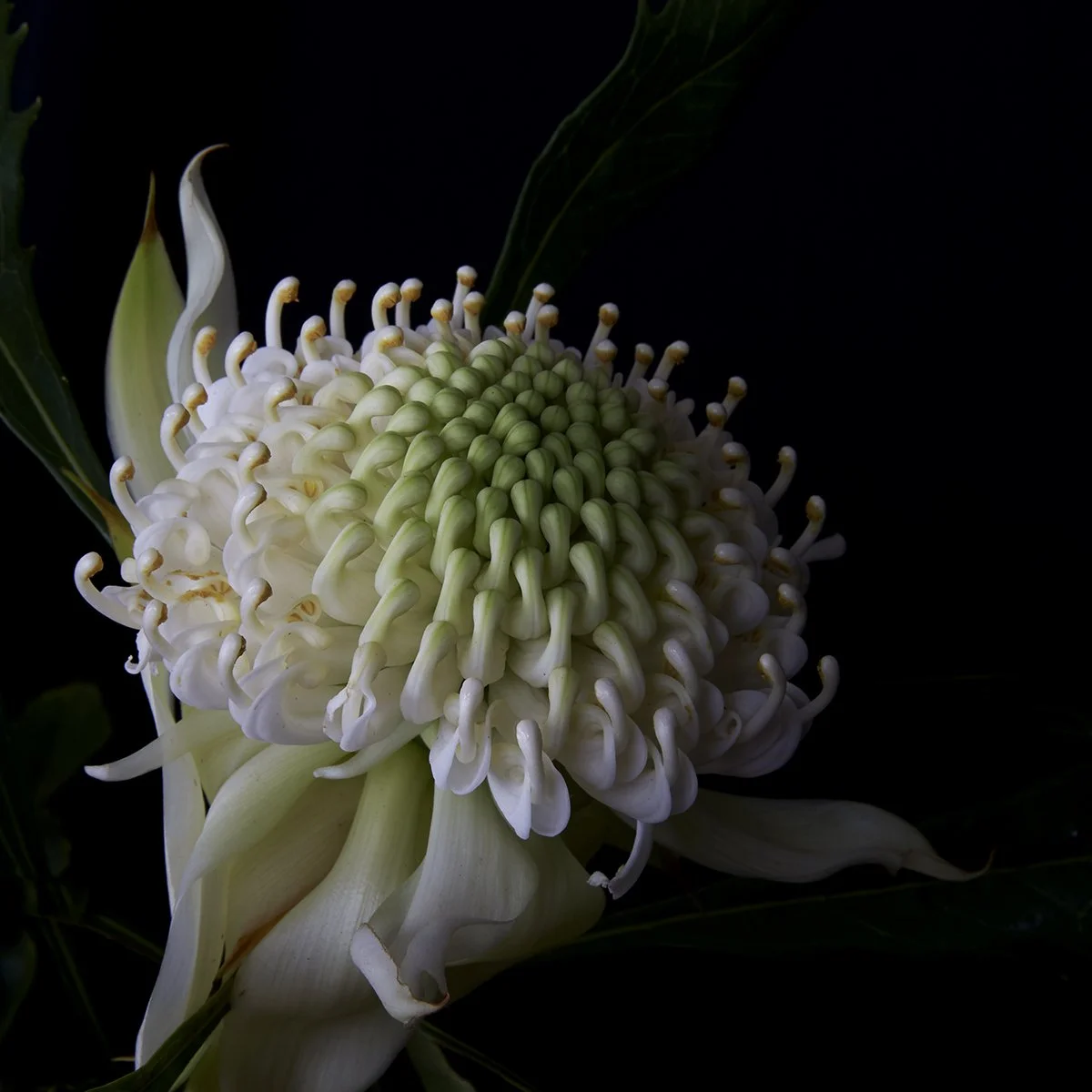 29_DYLAN_DEMARCHI_flowers.jpg