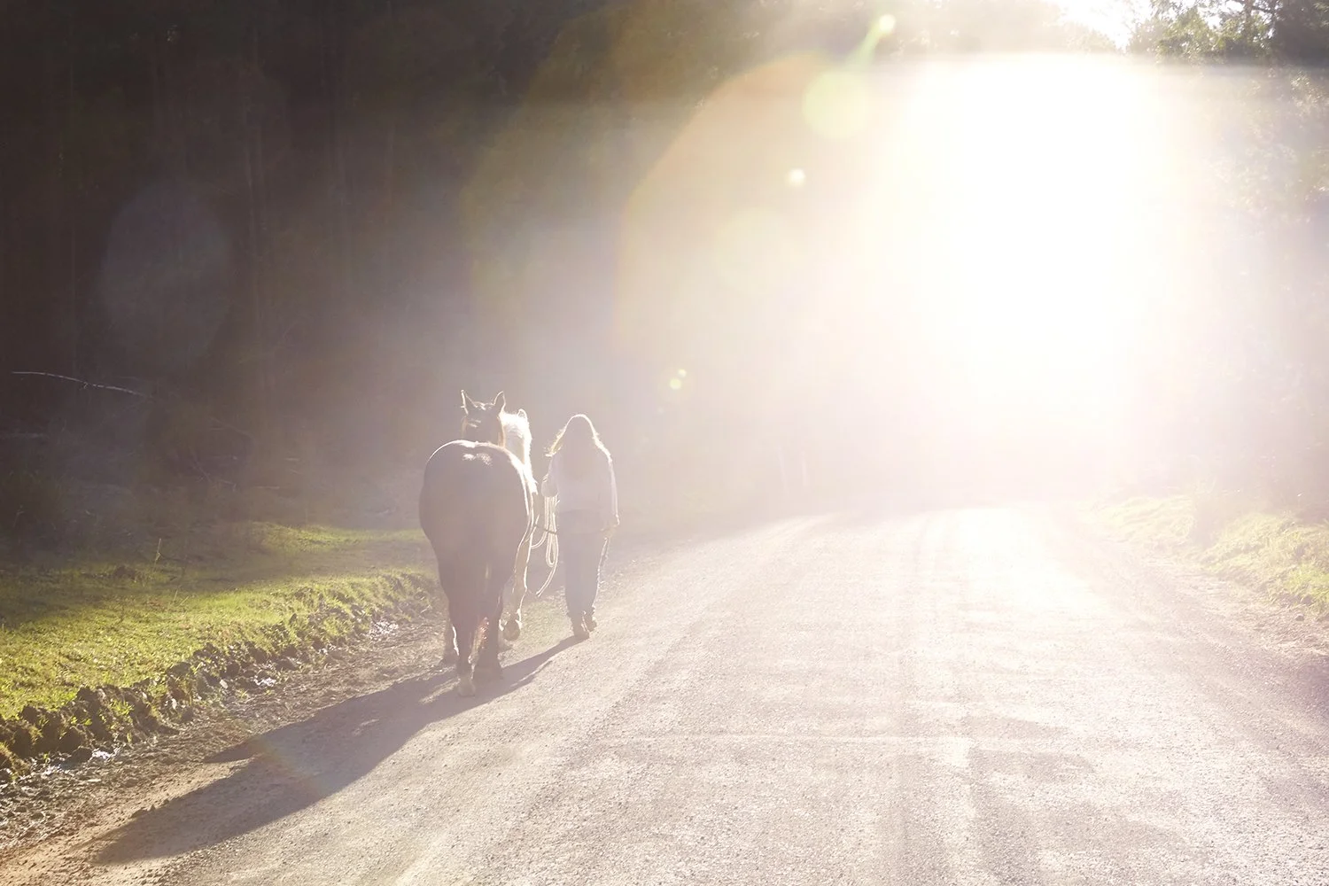 08_DYLAN_DEMARCHI_HORSES_GIFT.jpg