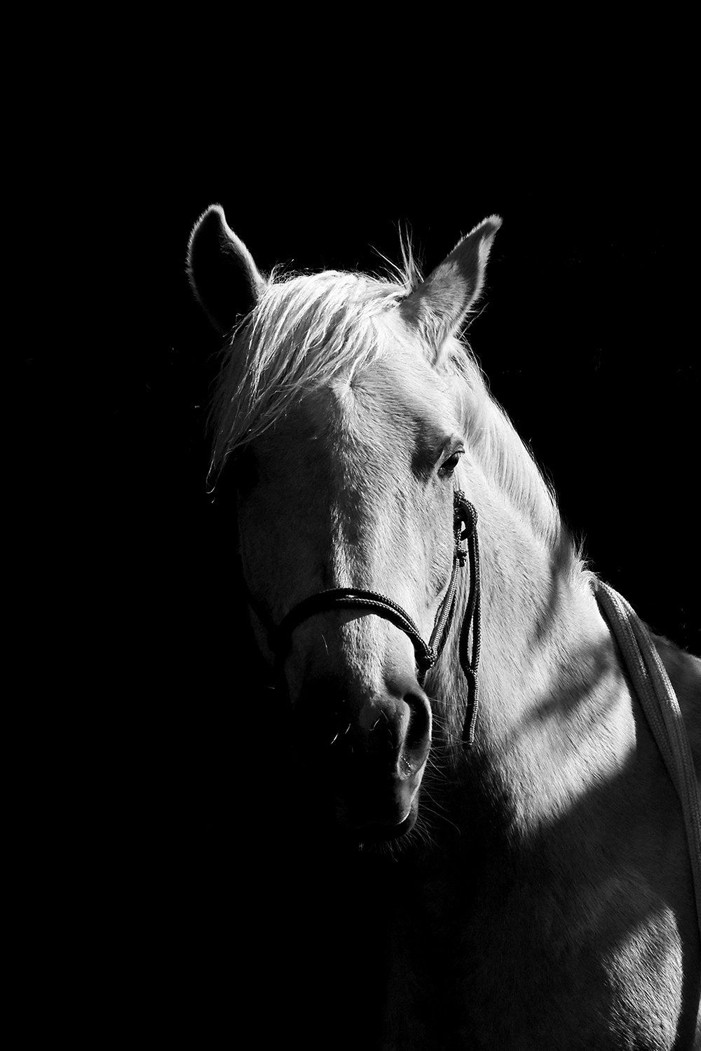 06_DYLAN_DEMARCHI_HORSES_GIFT.jpg