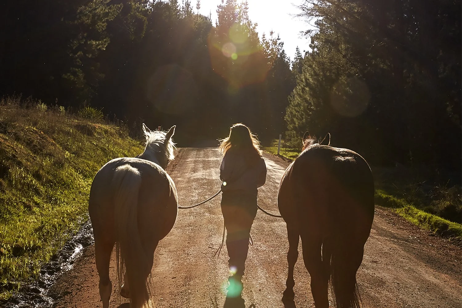 02_DYLAN_DEMARCHI_HORSES_GIFT_3.jpg