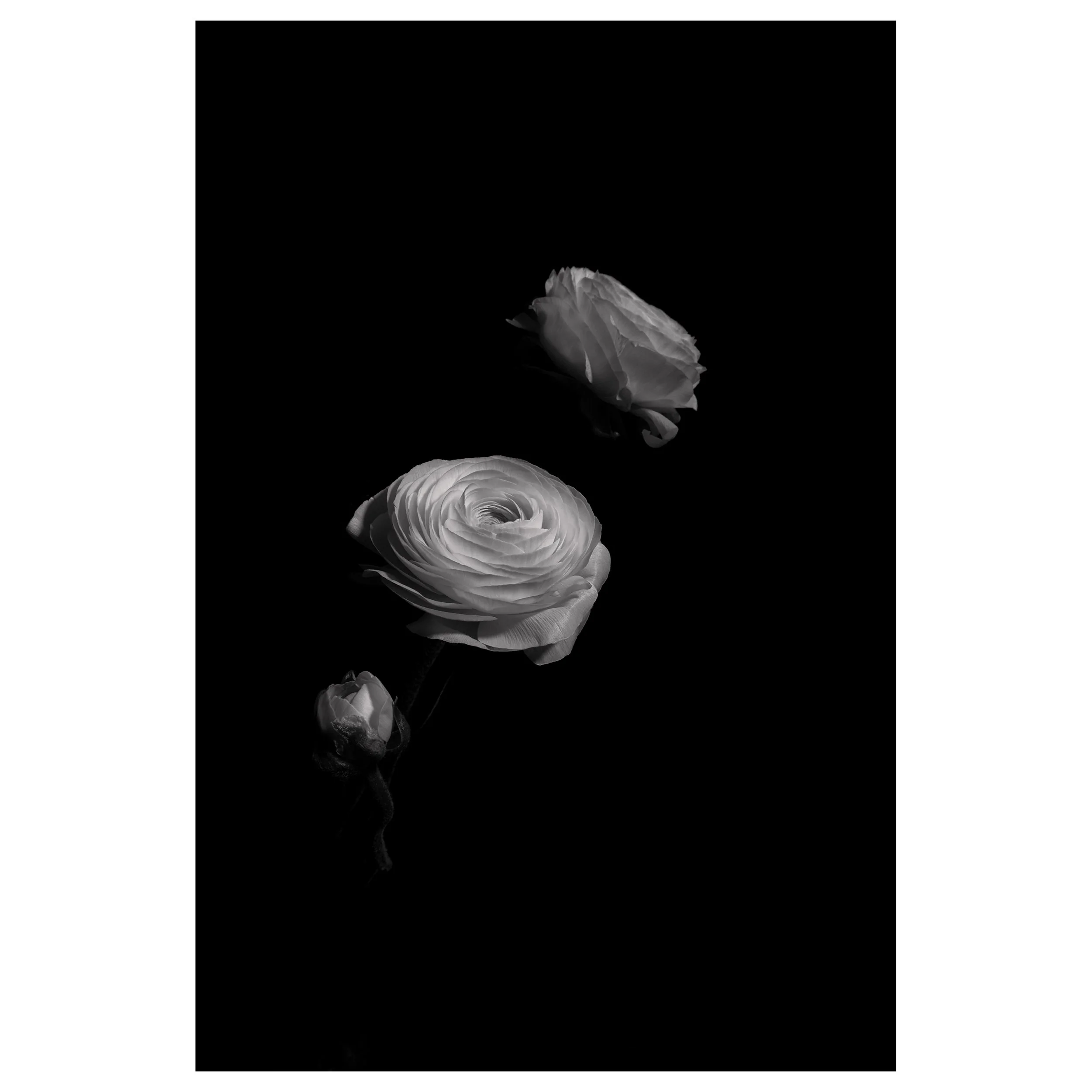 RANUNCULUS | 2