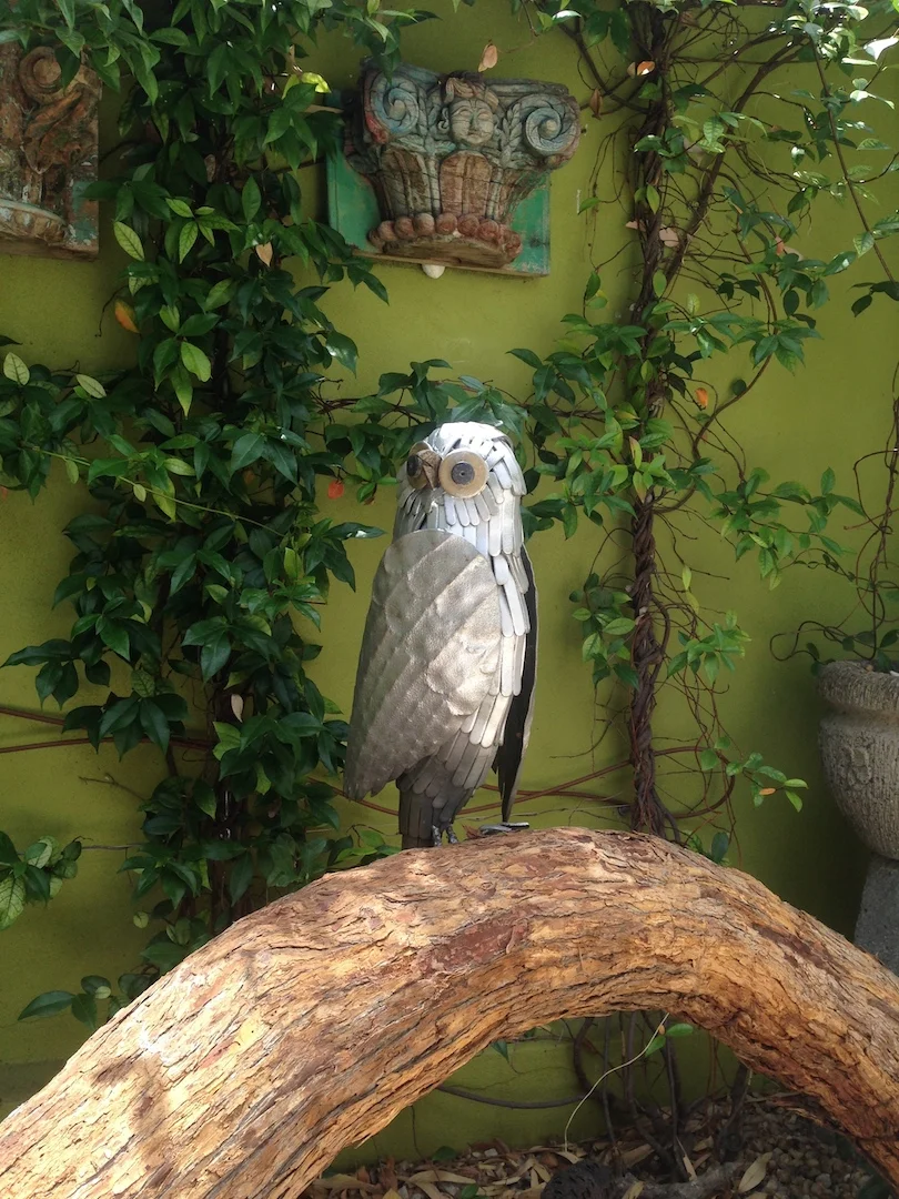 Barn Owl