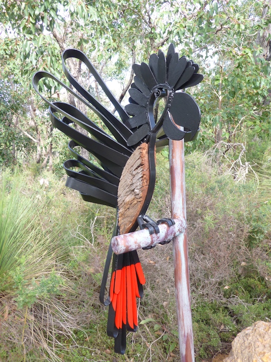 Red Tail Cockatoo