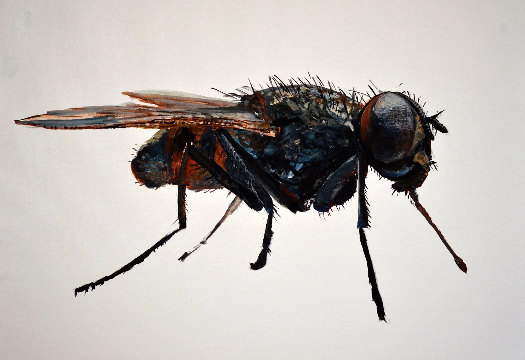 fly.jpeg