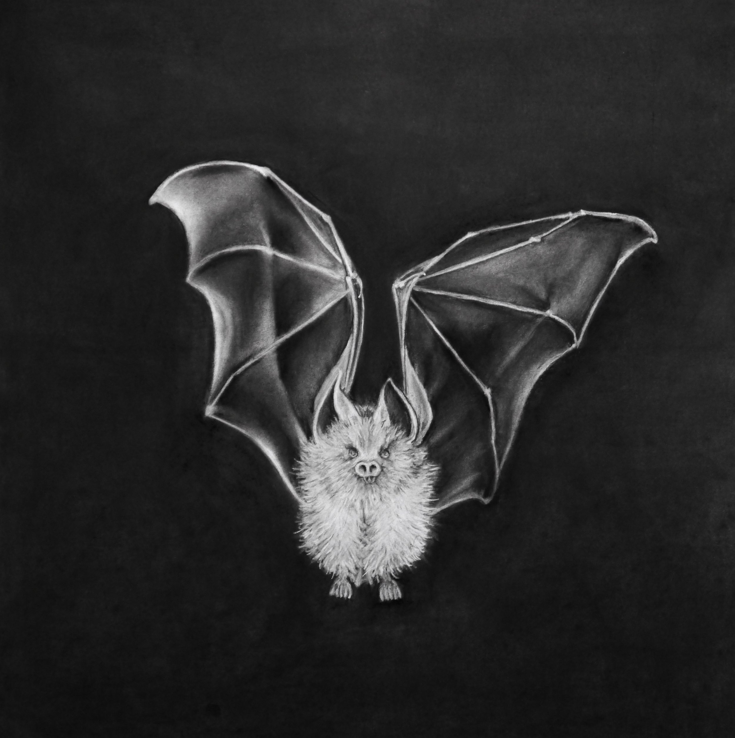 THE BAT
