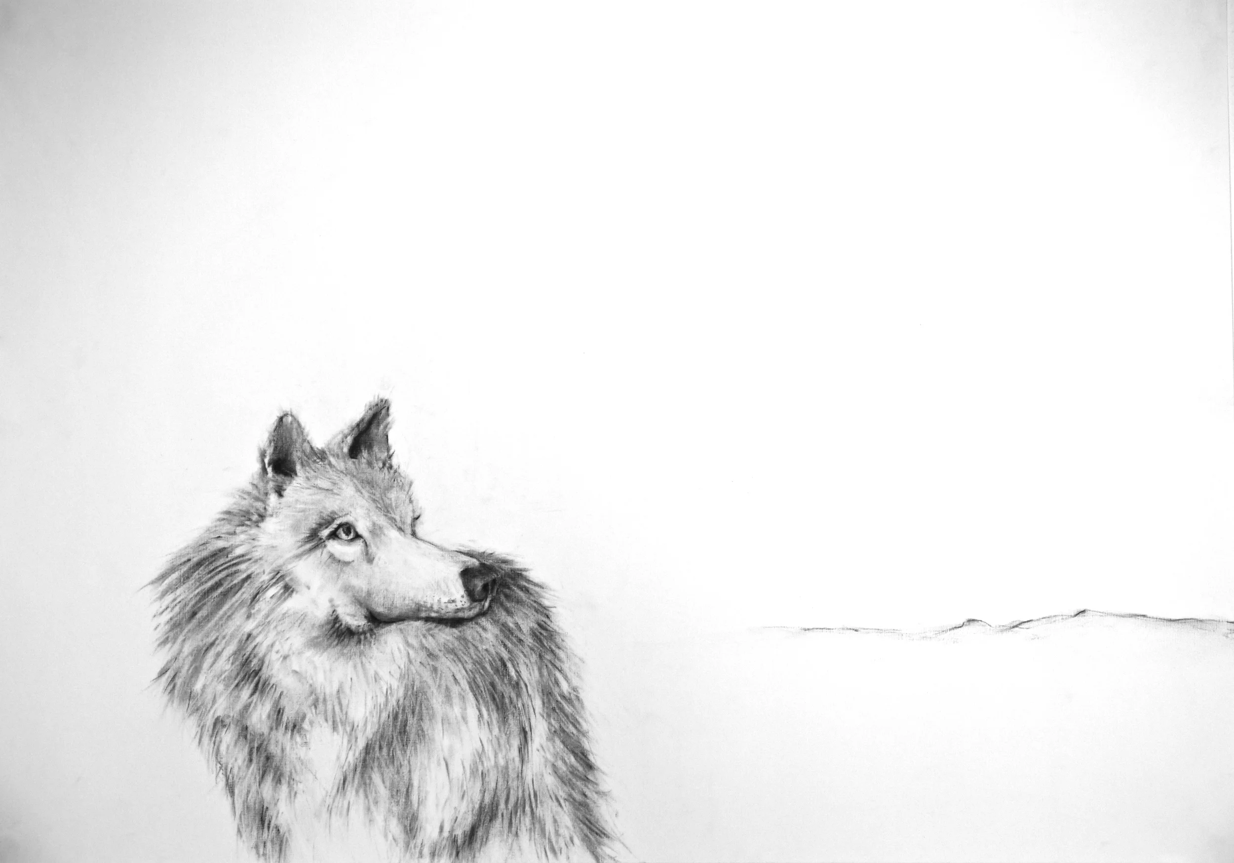 THE WOLF