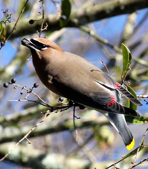 Cedar Waxwing by AAS member Shannon Fair