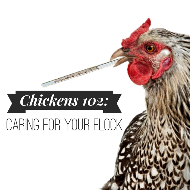 Chickens 102.PNG