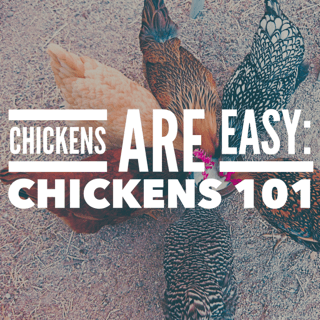 Chickens 101.PNG