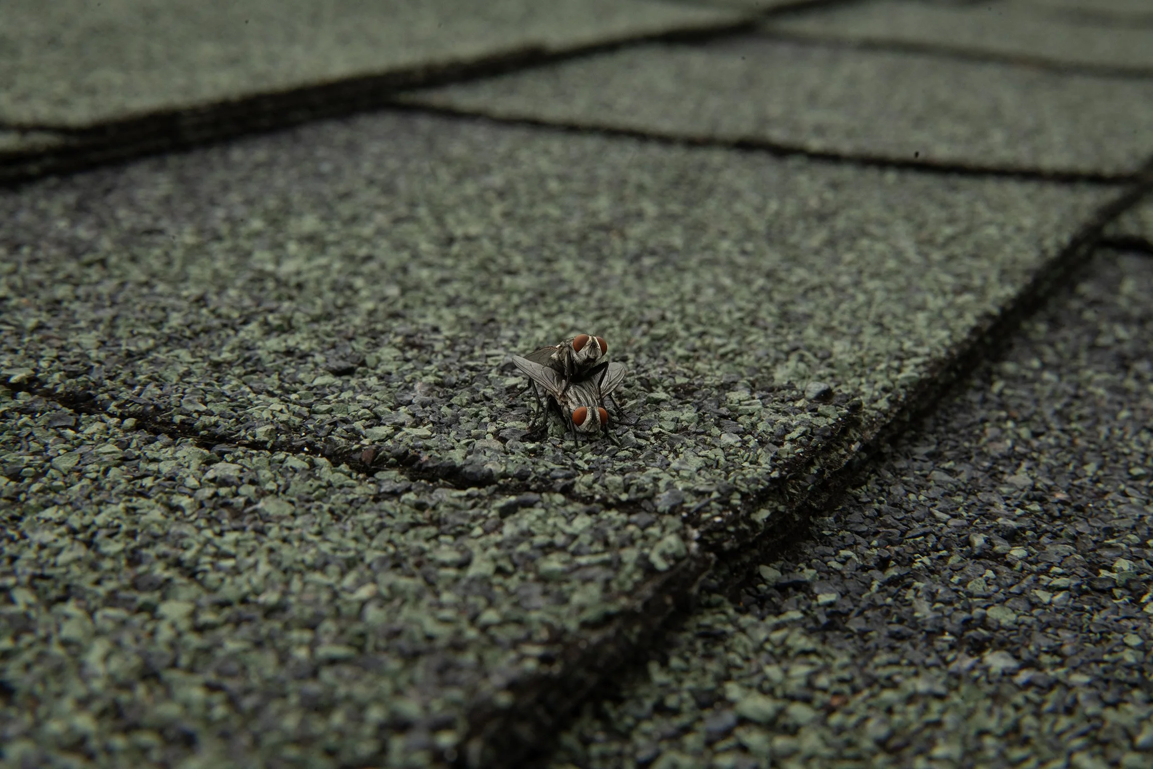 DSC_9611b e.jpg